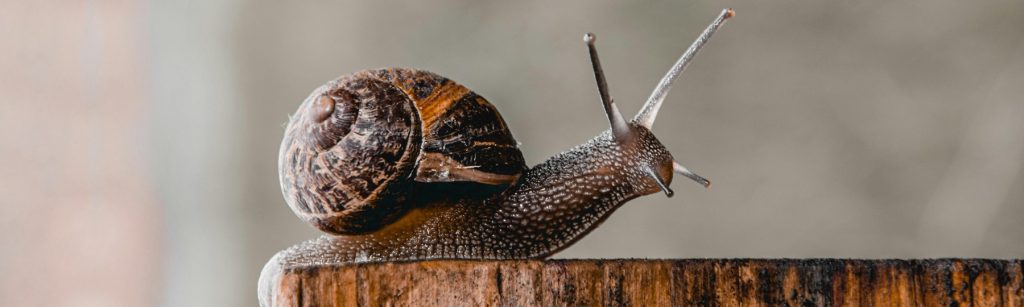A snail on a piece of wood